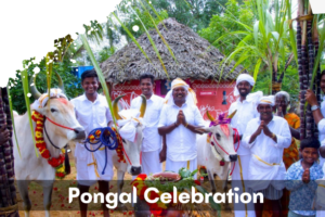Read more about the article Pongal 2024: A Celebration Beyond The Harvest