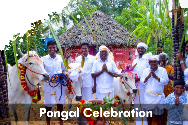 You are currently viewing Pongal 2024: A Celebration Beyond The Harvest