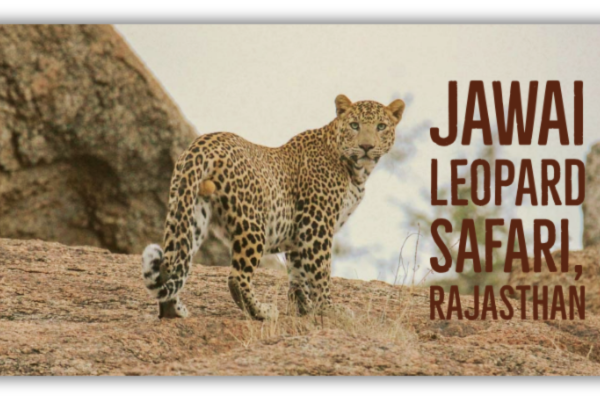 Jawai Dam and Leopard Safari, safari park, jawai dam photo